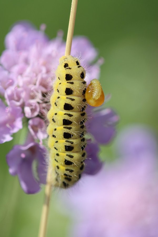 Commandez nématodes pour un jardin éco-responsable