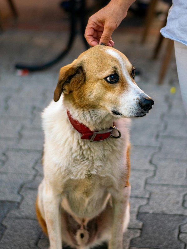 Les chiens détecteurs de punaises de lit à paris : un atout sûr
